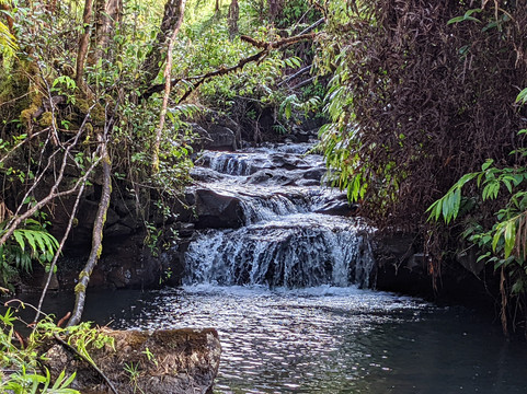 Mauna Kea Cloudforest Bioreserve-希洛必去景点