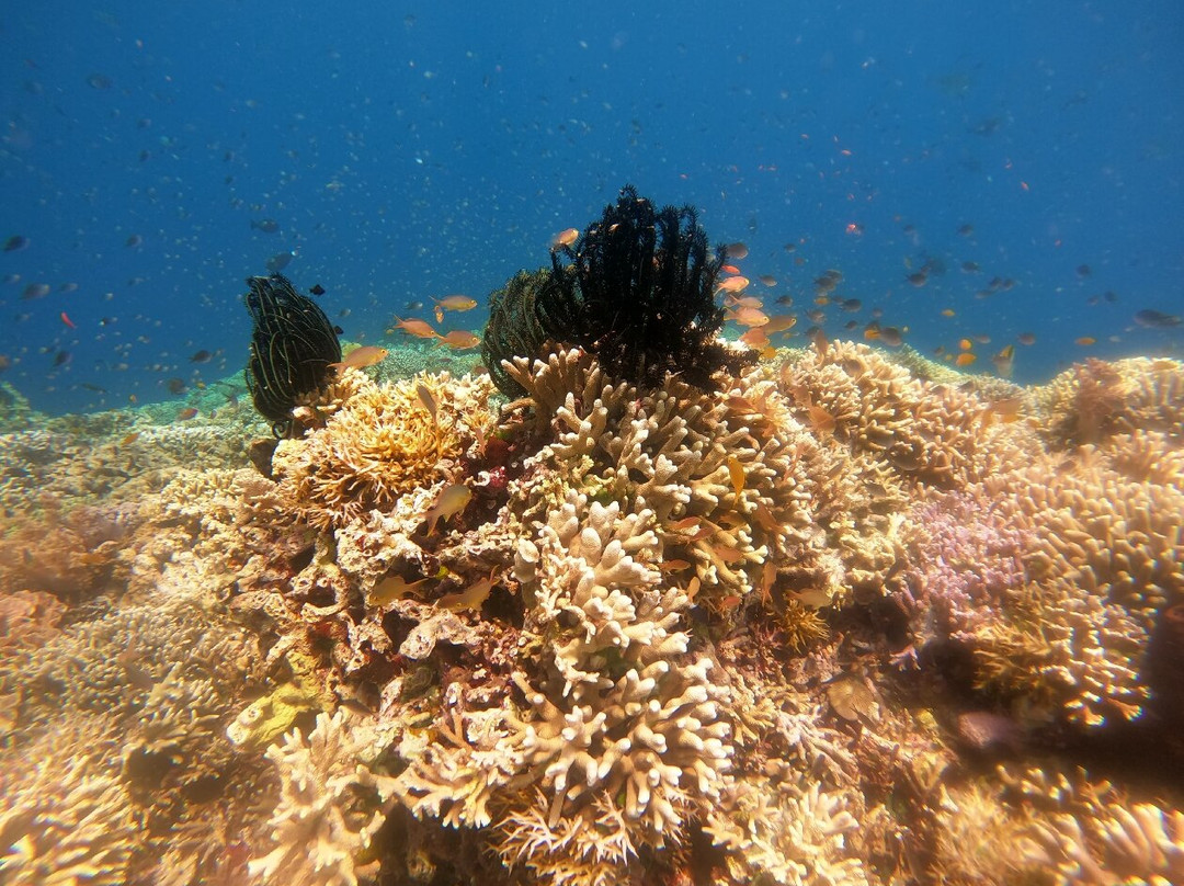 Snorkeling Menjangan Explore景点图片