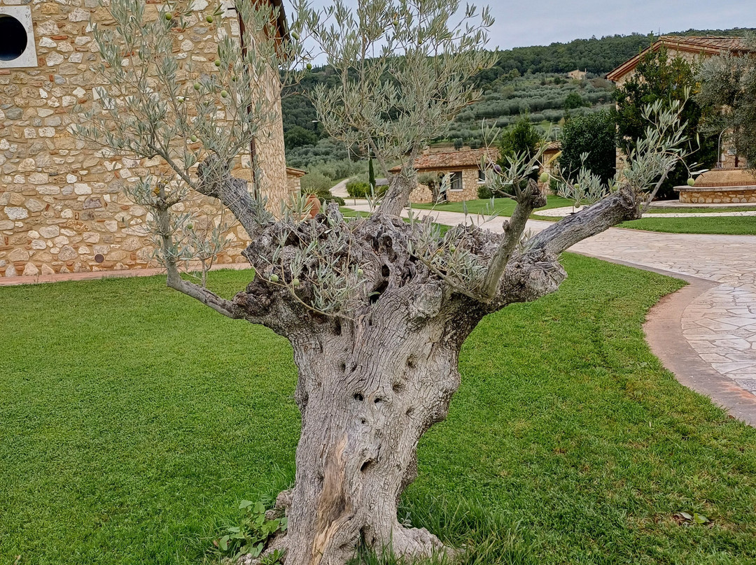 Agriturismo San Lorenzo主图