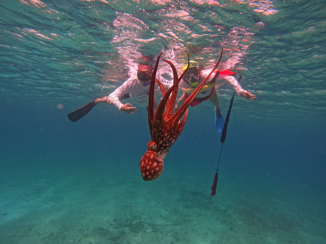 Coral Ocean Aruba-Malmok Beach必去景点