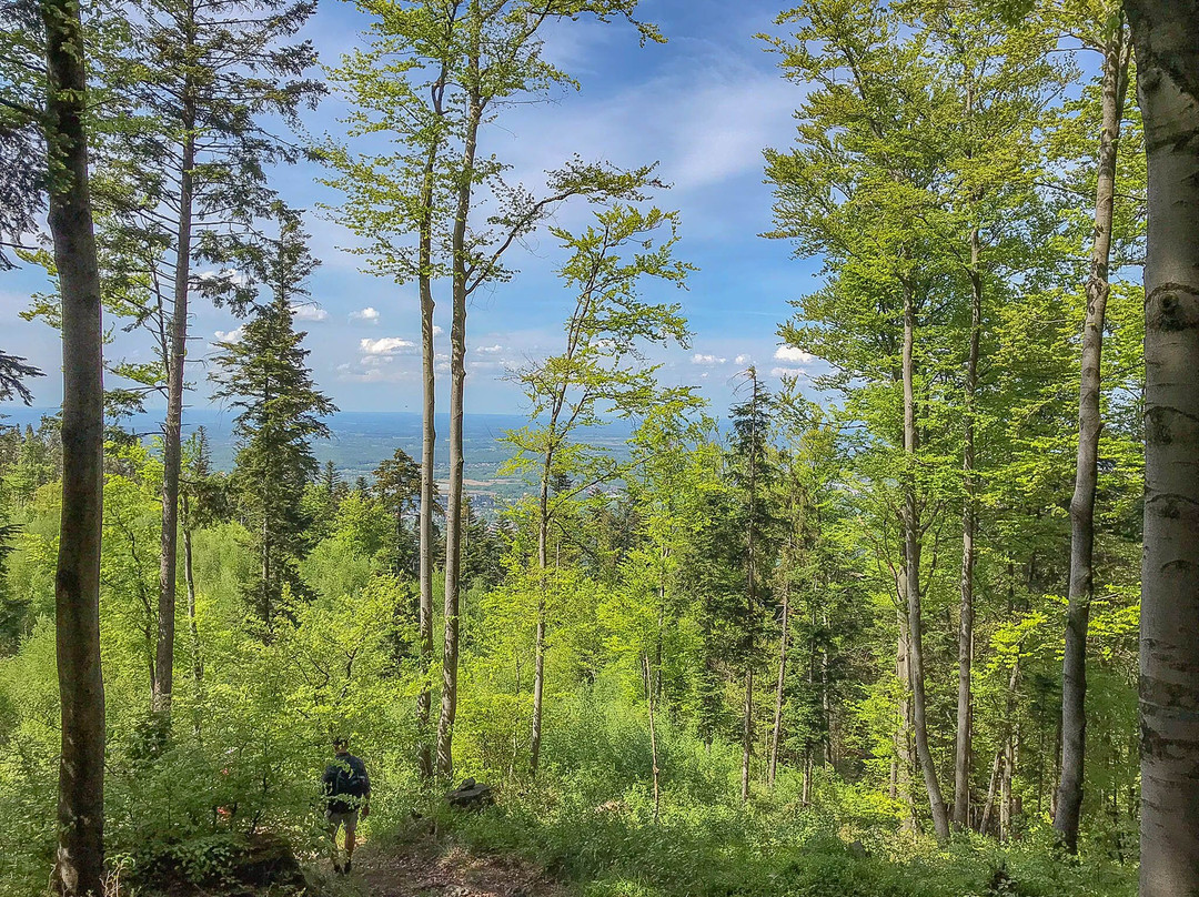 Punkt Widokowy Bukowski Groń-Porabka必去景点
