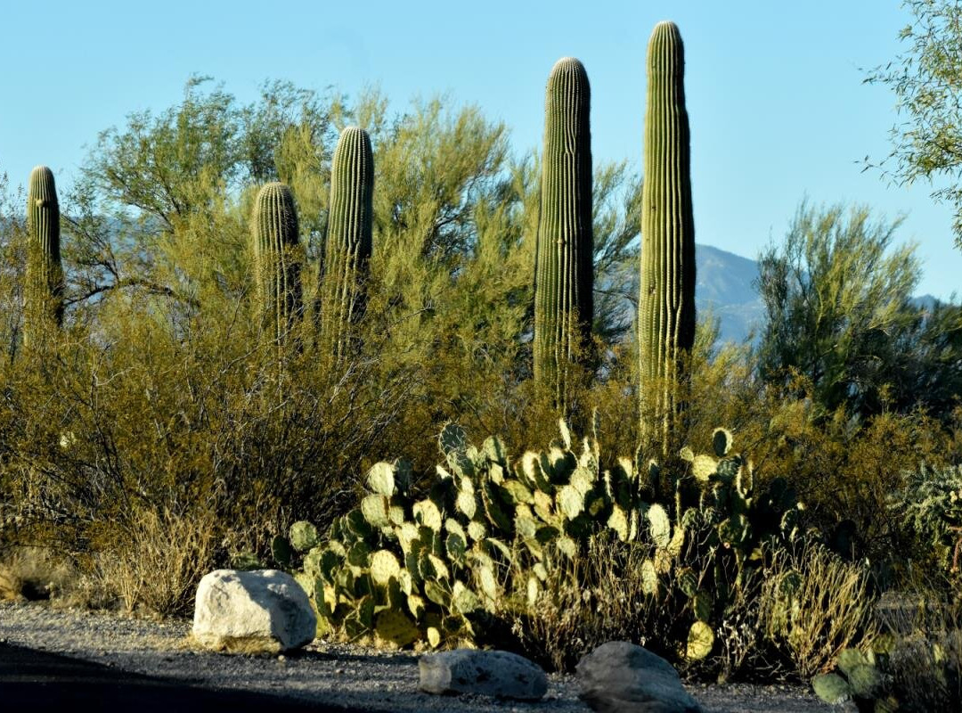 Cactus Forest Drive-图森必去景点