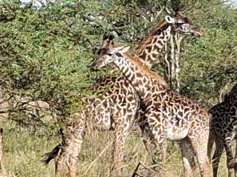 Zac Tac Adventures Tours & Safaris-Usa River必去景点