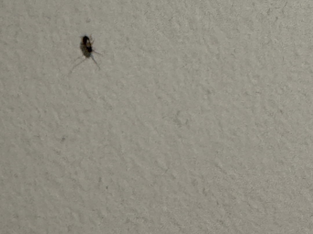 Cambria Hotel Orlando Airport主图