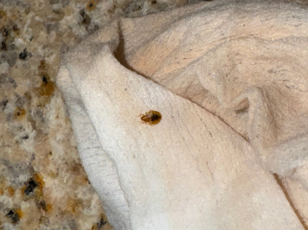 Best Western University Inn主图