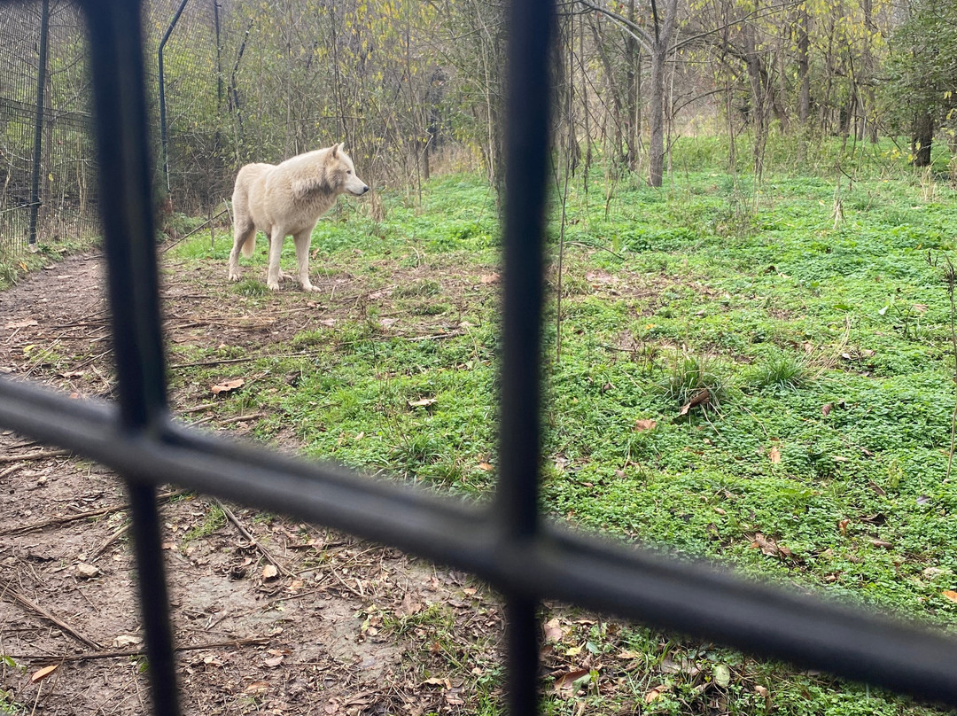 Red Wolf Sanctuary景点图片