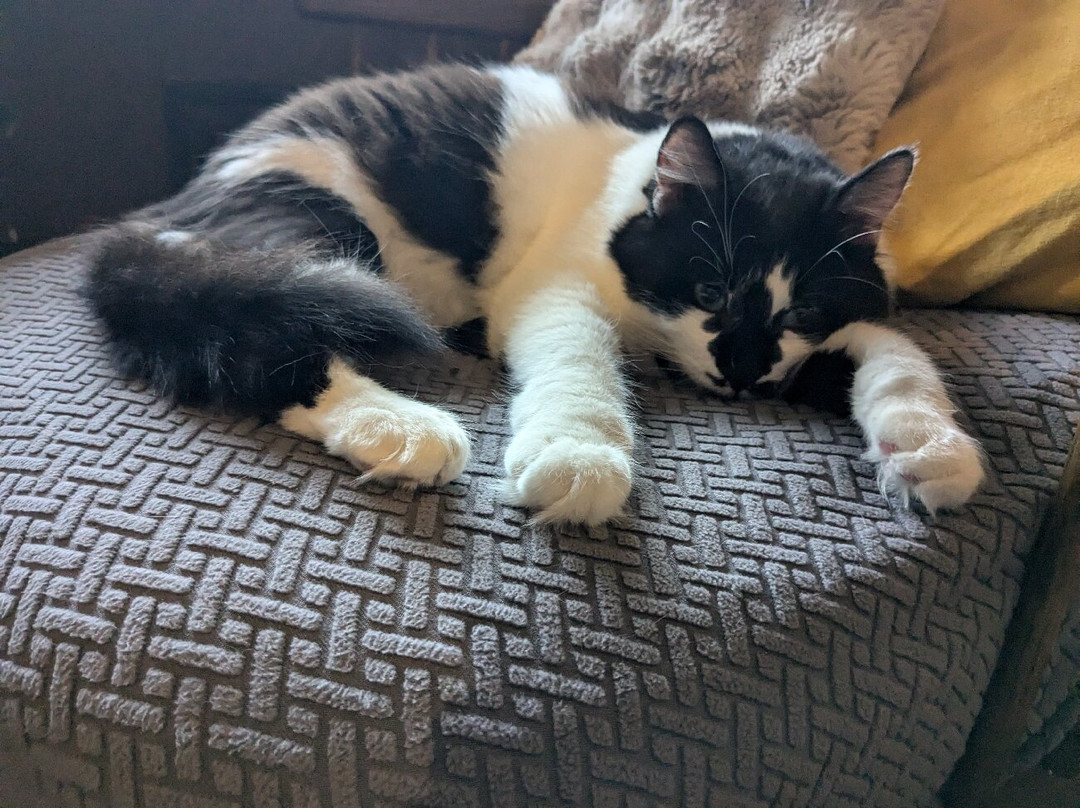 Java Whiskers Cat Café - Marylebone
