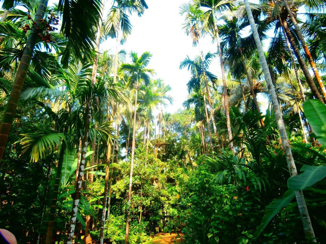 Dudhsagar Plantation-Mollem National Park必去景点
