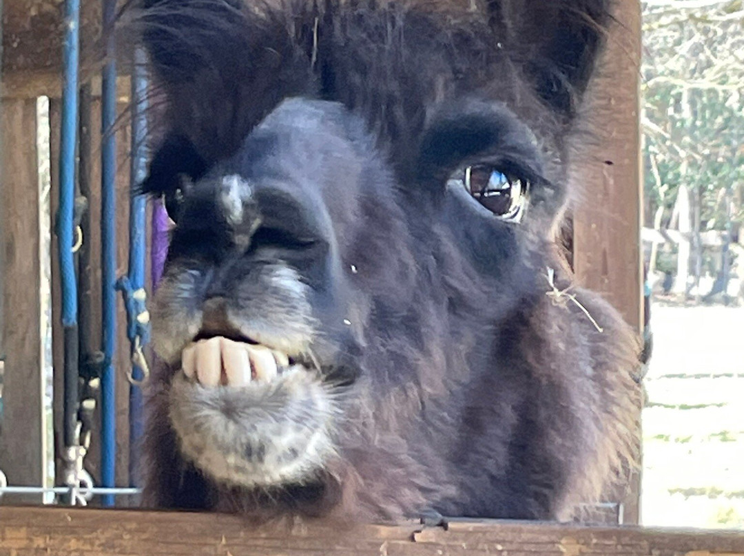 Smoky Mountain Llama Treks景点图片
