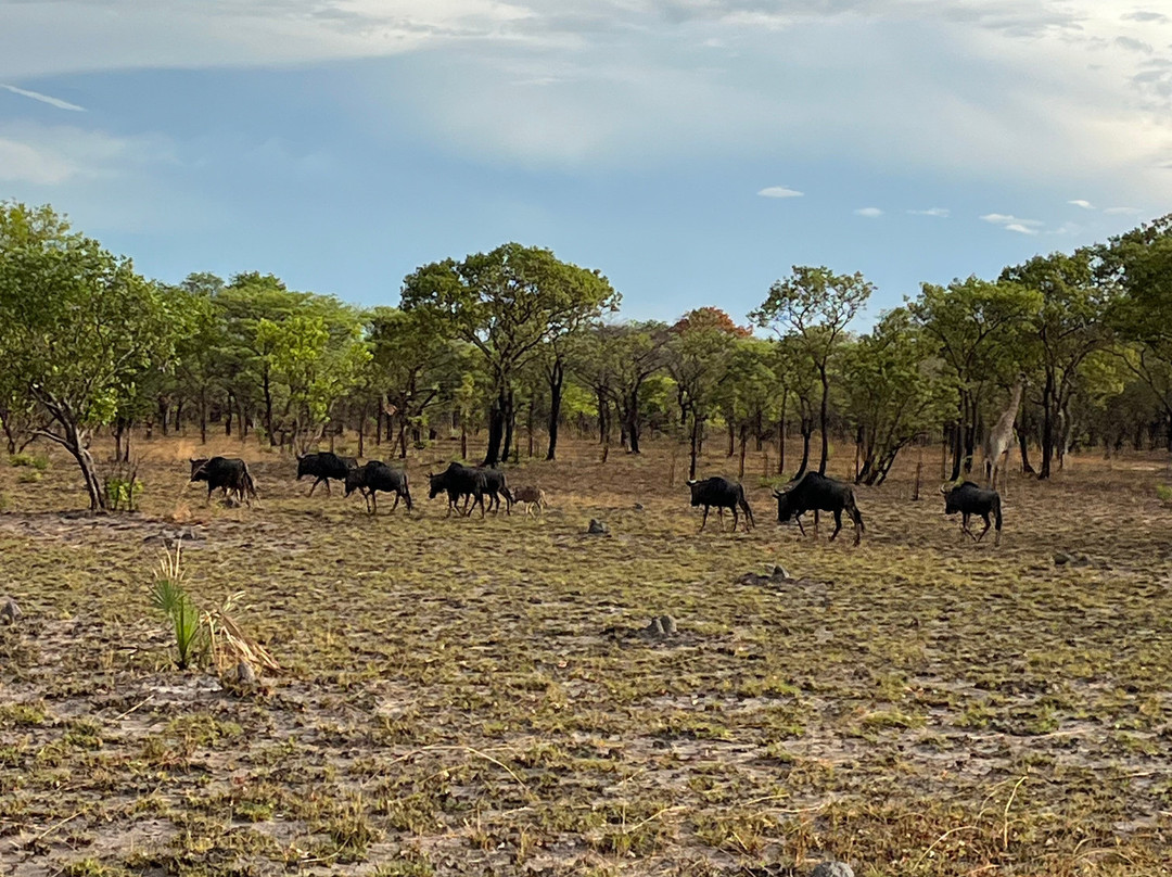 Horseback Adventures Malawi景点图片