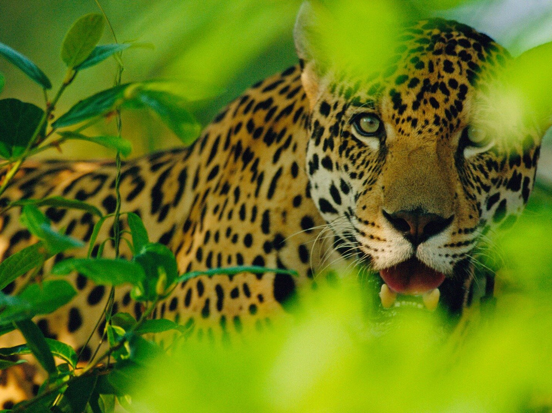 Ecuador Adventures: From the Amazon Rainforest to the Andes Mountains-基多必去景点