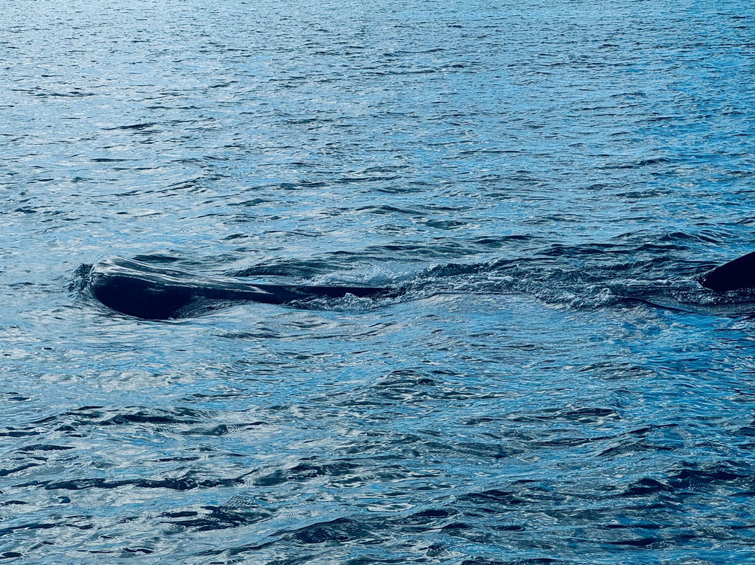 Abou Babu Whale Shark-Kilindoni必去景点
