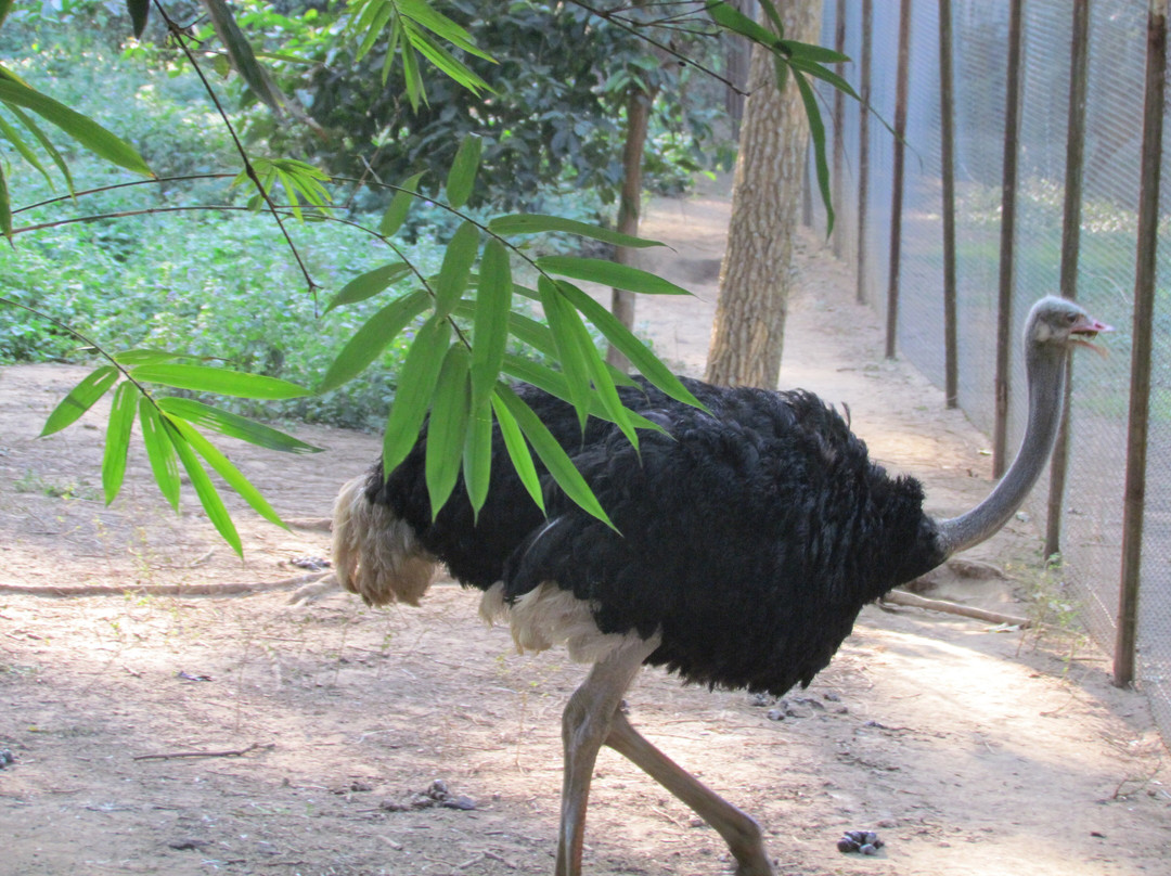 Assam State Zoo and Botanical Garden景点图片