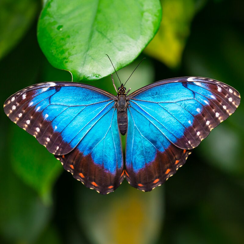 Cambridge Butterfly Conservatory景点图片