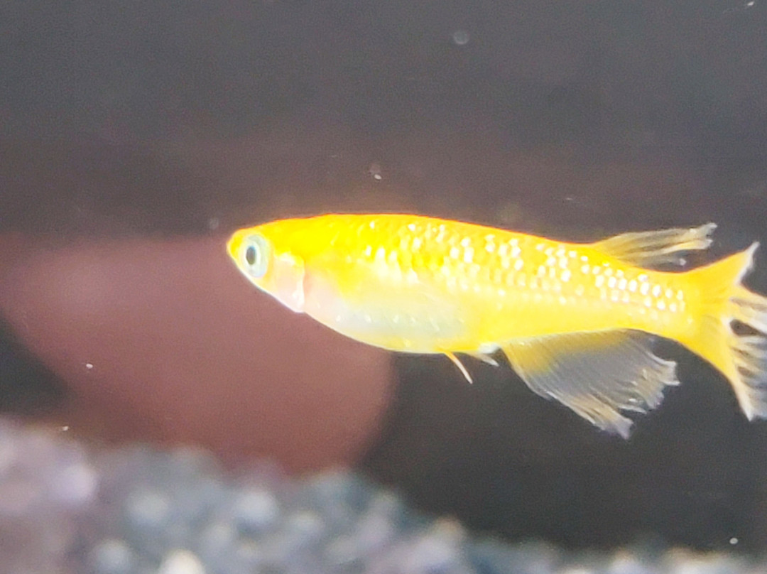 Nakagawa Aquatic Park-太田原市必去景点