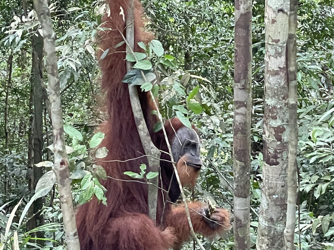 Thomas Retreat主图