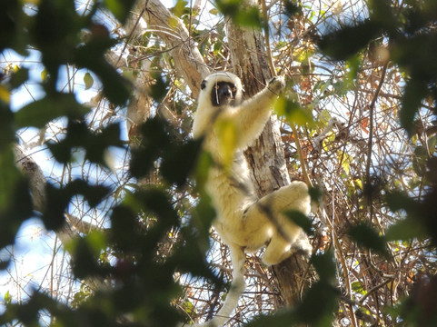 PACKAGES TOUR Madagascar
