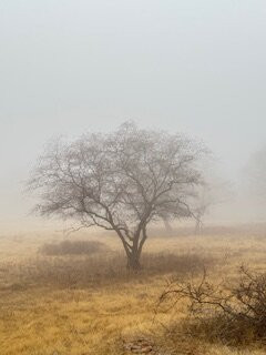 Ranthambore Jungle Safari景点图片