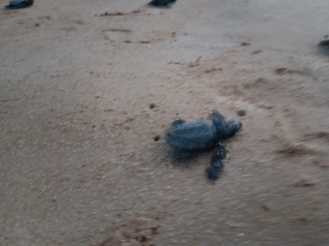 Turtle Point Batigama景点图片