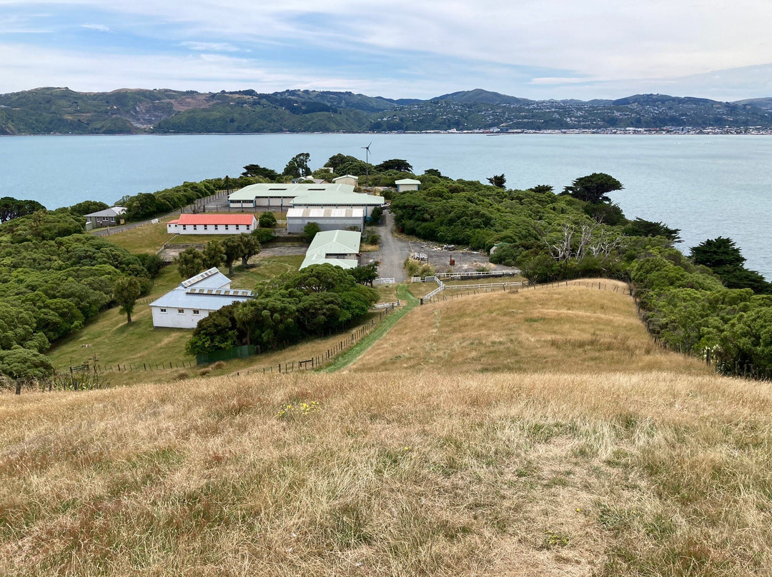 Matiu / Somes Island景点图片