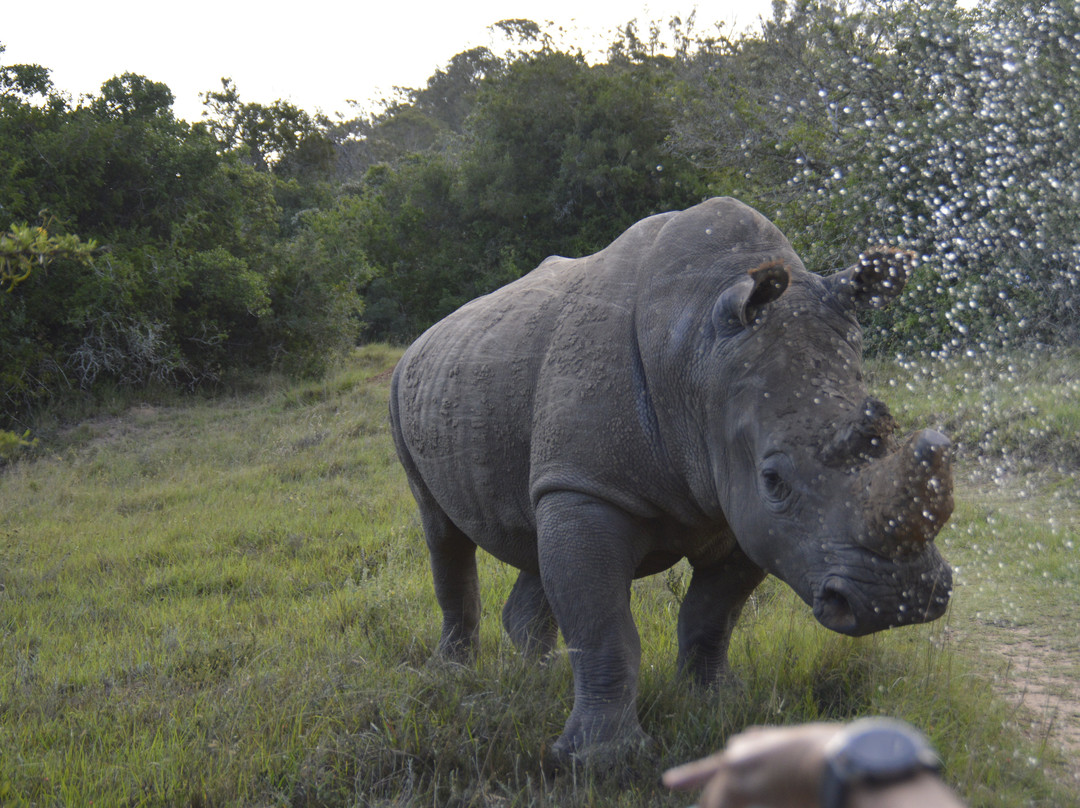 Schotia Tooth and Claw Safari-Addo Elephant National Park必去景点