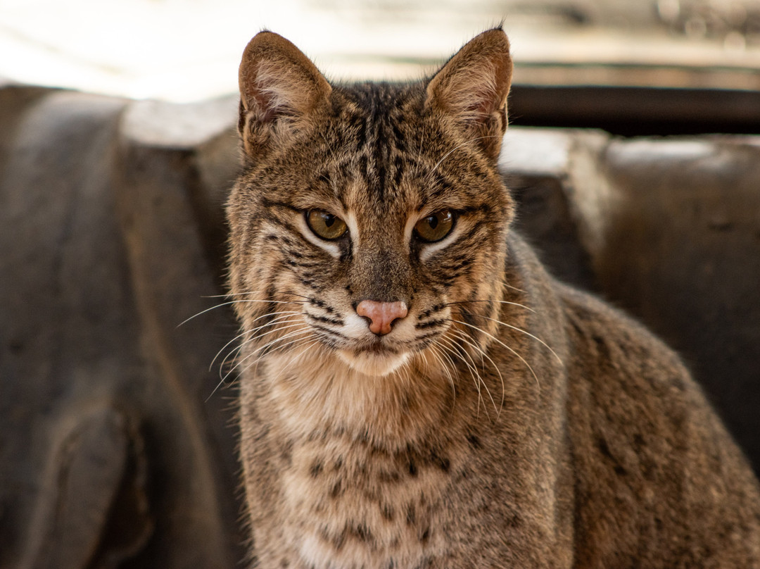 Tiger Creek Animal Sanctuary-泰勒必去景点