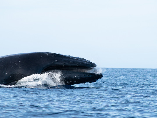 终极观鲸之旅-拉海纳必去景点