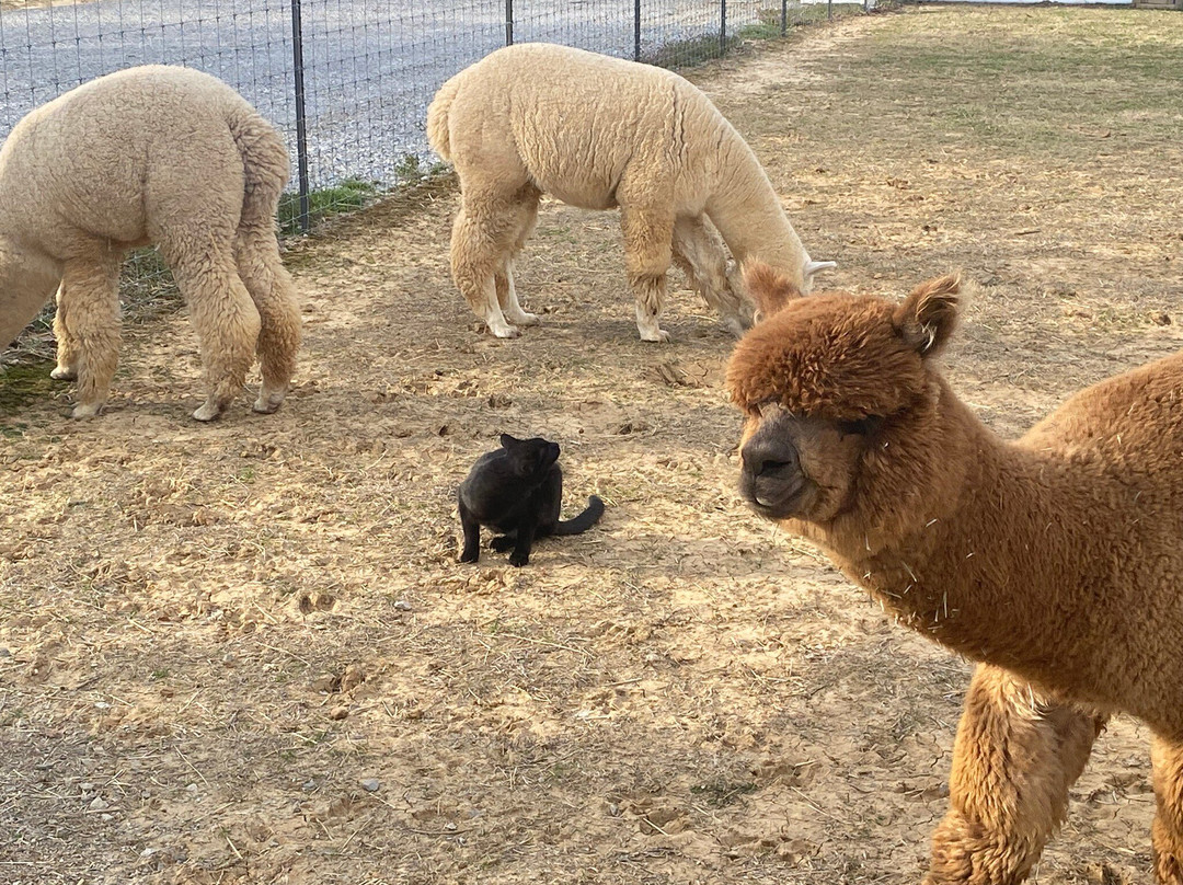 Misty Pond Alpaca Farm & Store-帕迪尤卡必去景点