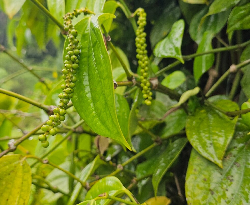 National Spice Garden of Sri Lanka-Matale必去景点