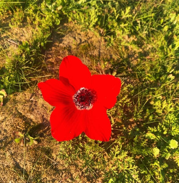 Hartuv Tours: Israel Tour Guide-特拉维夫必去景点