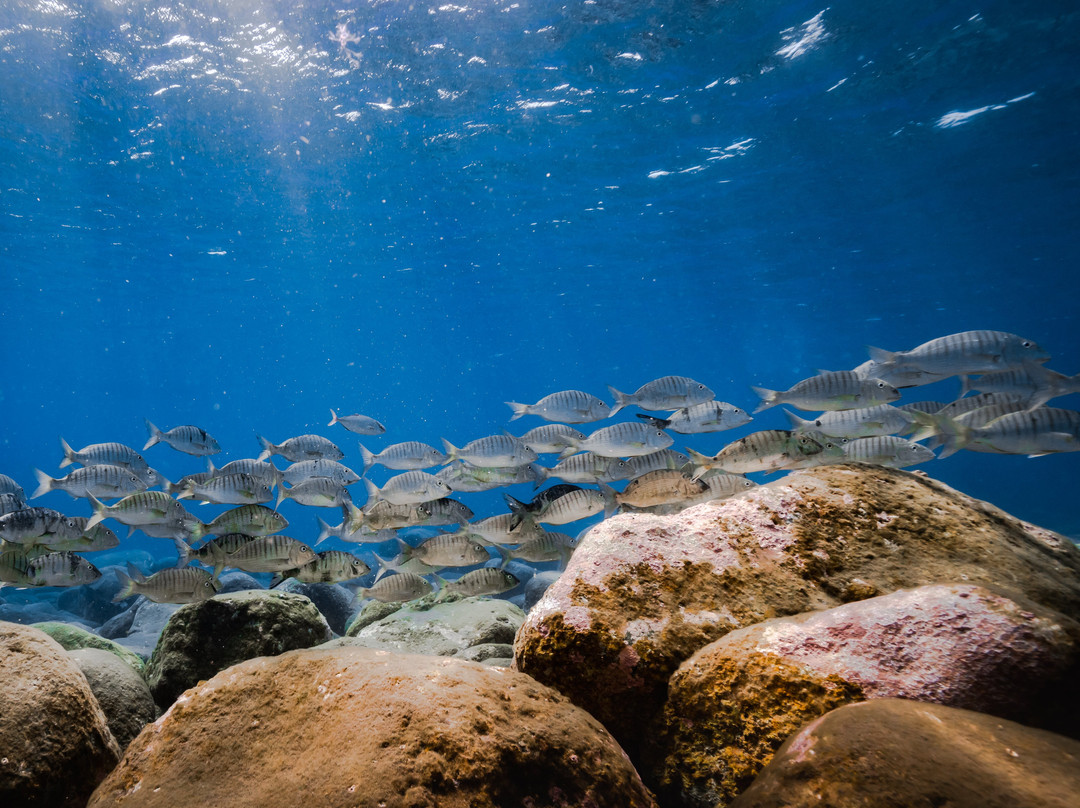 Freediving El Hierro景点图片