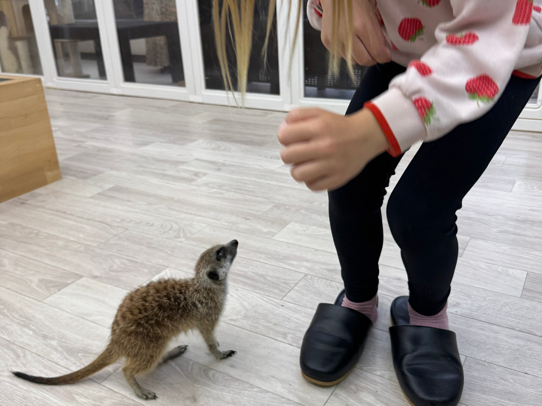 Cat＆Animal Cafe Noah's Ark-京都市必去景点