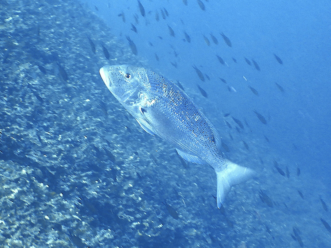 Sottolonda Diving Center-Capoliveri必去景点