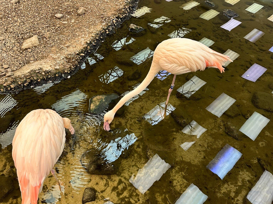 Sharjah Natural History Museum and Desert Park-沙迦必去景点