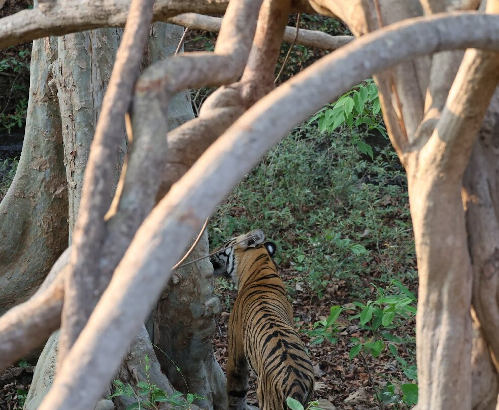 Tadoba Safari Stay Nature's Sprout主图