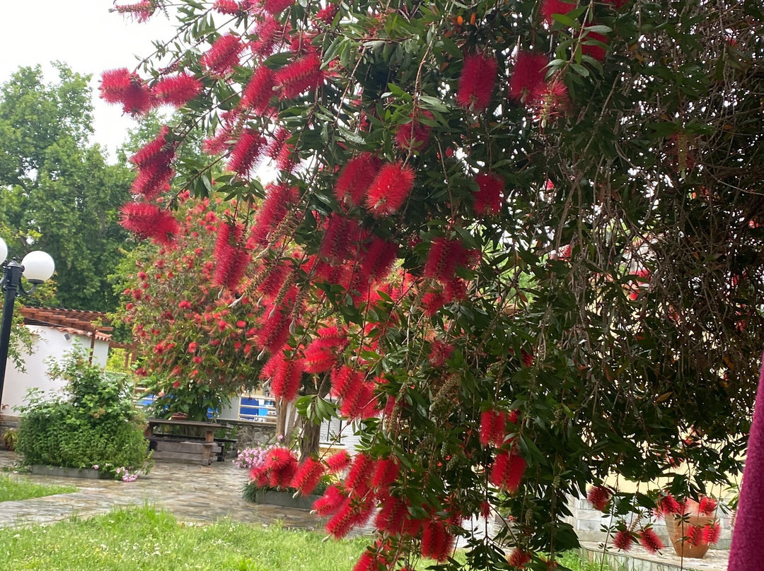 Thanos Studios & Apartments主图