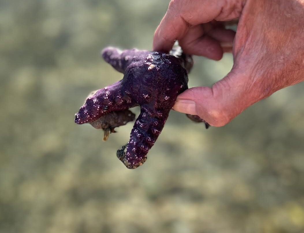 Mansons Landing Provincial Park-Mansons Landing必去景点