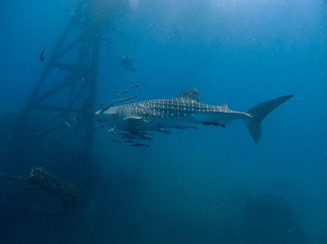 Pattaya Divers-芭堤雅必去景点