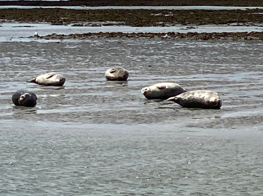 Krabbenfischen mit der MK Moewe-Bensersiel必去景点