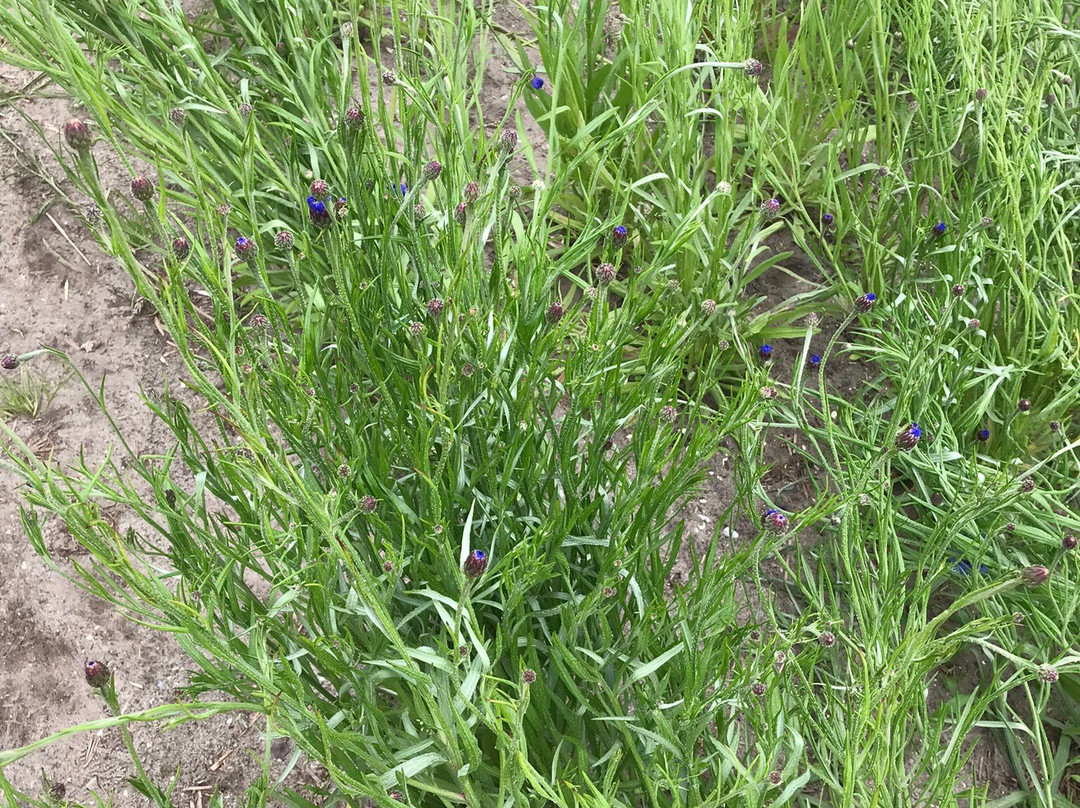 Snijbloemen Pluktuin Bakkum景点图片