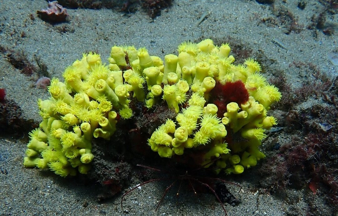 Dive-Tribe-明德卢必去景点