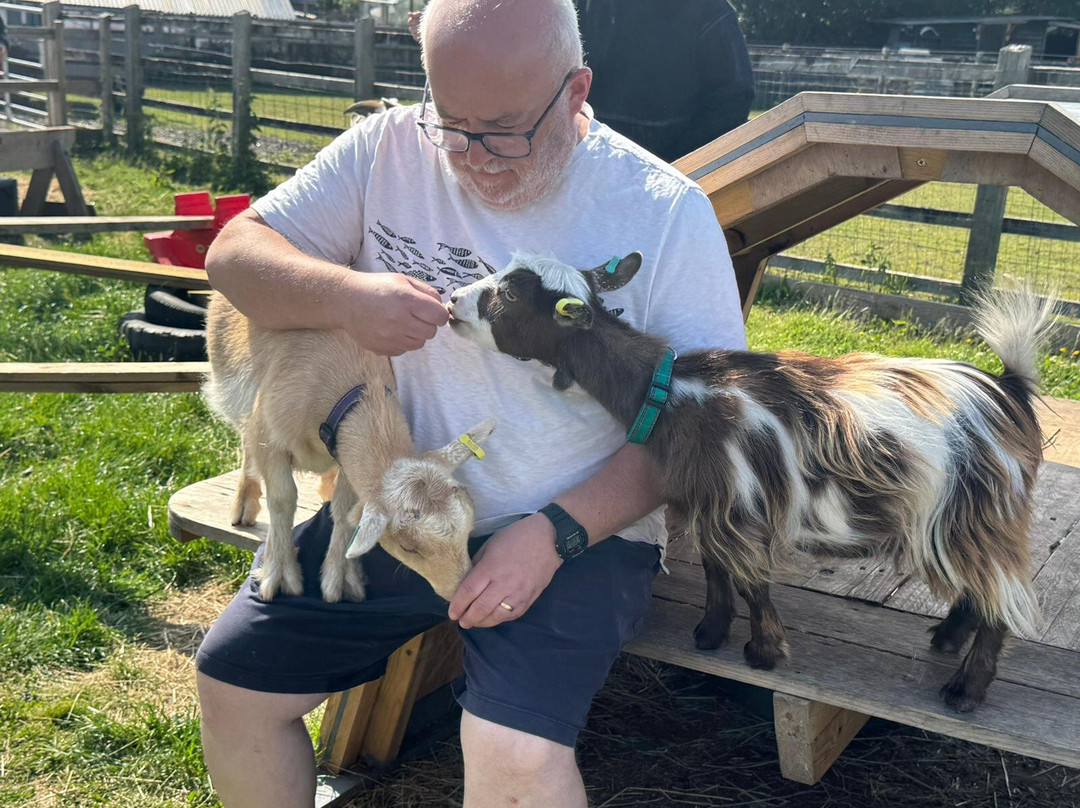Little Goats At Brockenhurst景点图片