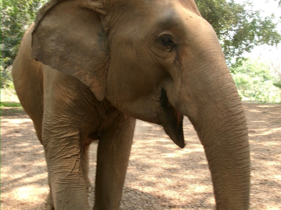 Care for Elephants-清迈必去景点