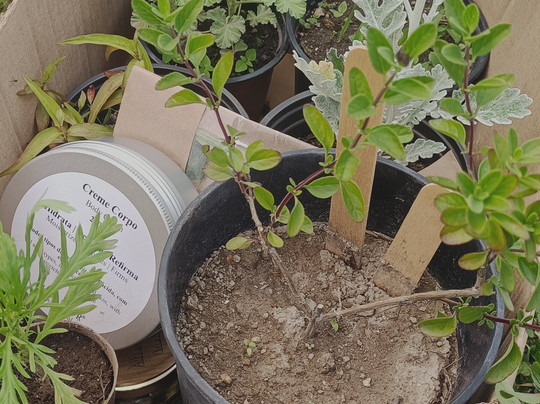 Alfa-flor Casa Y Jardín