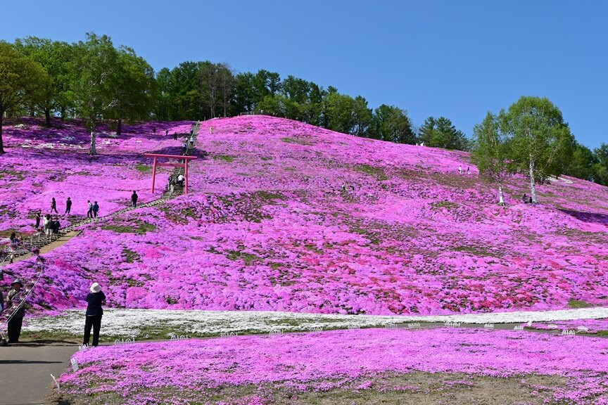 Higashimokoto Shibazakura Park-大空町必去景点