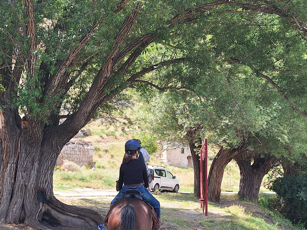 Akhal-Teke Horse Riding Center-阿瓦诺斯必去景点