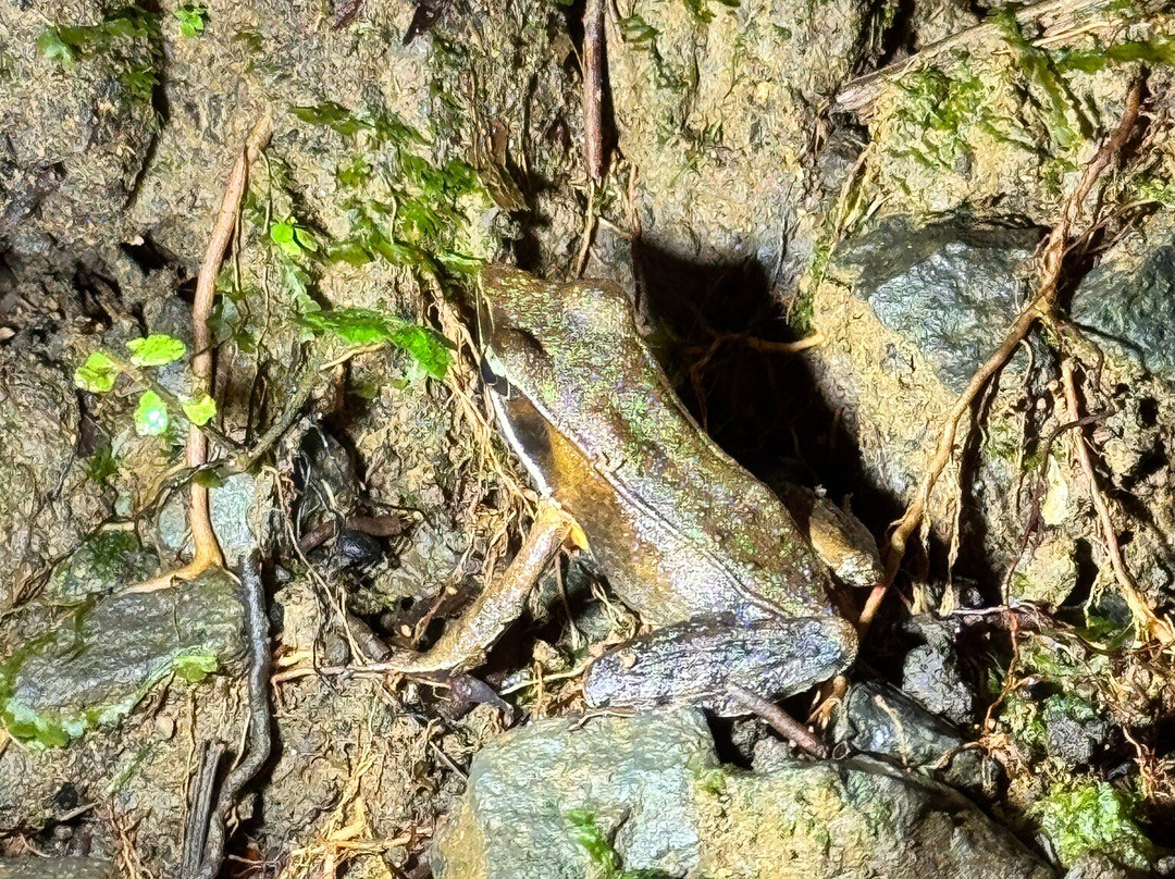 Sloth Watching Trail-福德圣卡洛斯必去景点