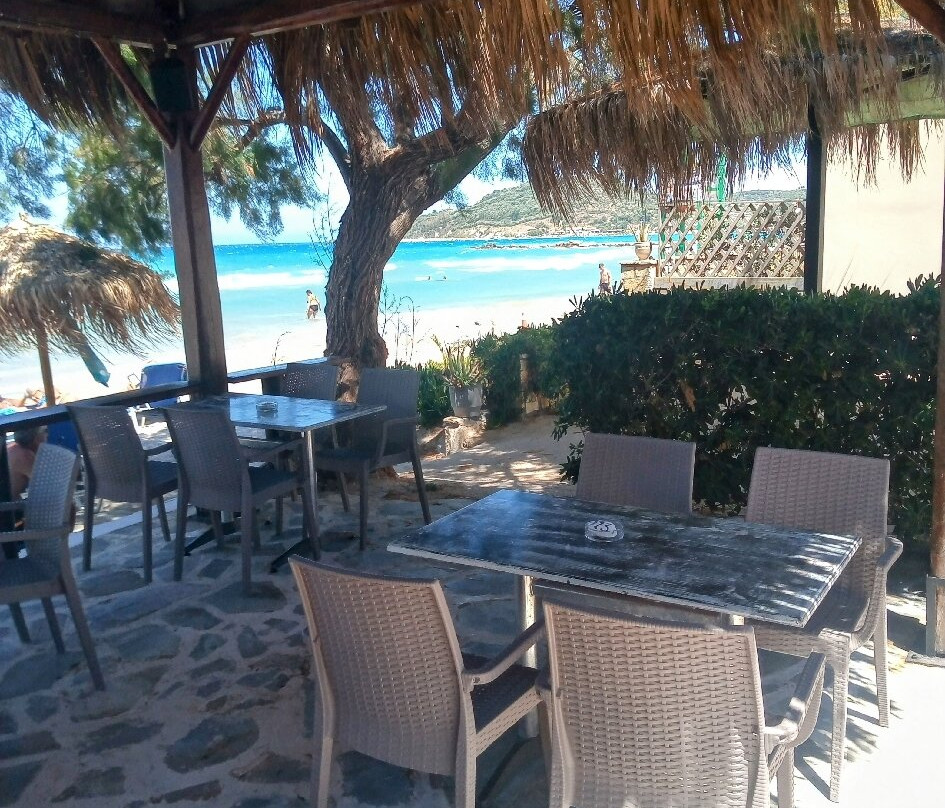 Palm Tree-阿雷克斯必去景点