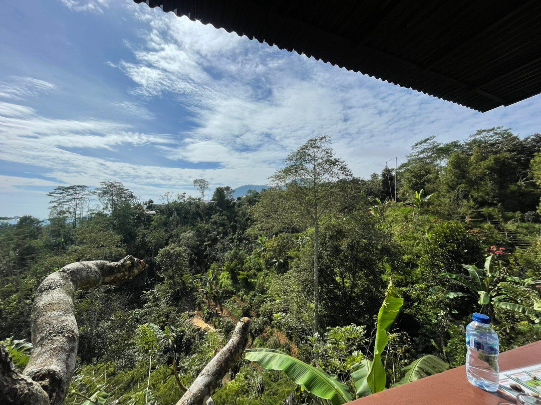 Wanagiri Coffee Plantation Bali And Luwak Coffee-Wanagiri必去景点