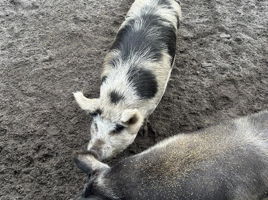 Scoops Farm-玛格丽特河必去景点